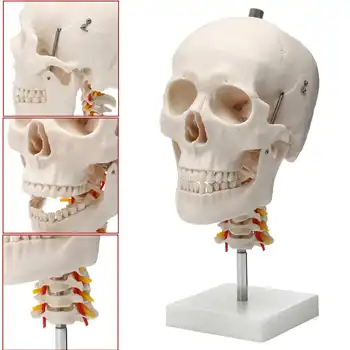 1:1 Gyvenimas Dydžio Žmogaus Kaukolės Anatomijos Anatomija Kaukolės Modelis Gimdos Kaklelio Stuburo, Galvos Skeletas, Mokyklos Švietimo Medicinos Mokymo Modelį
