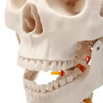 1:1 Gyvenimas Dydžio Žmogaus Kaukolės Anatomijos Anatomija Kaukolės Modelis Gimdos Kaklelio Stuburo, Galvos Skeletas, Mokyklos Švietimo Medicinos Mokymo Modelį