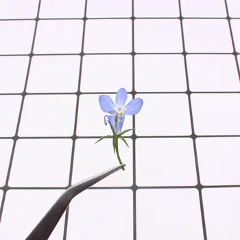 1,5 cm/20pcs,Gamtos Nekilnojamojo Touch Gėlių Žiedlapių,Presuoti Lobelia, 