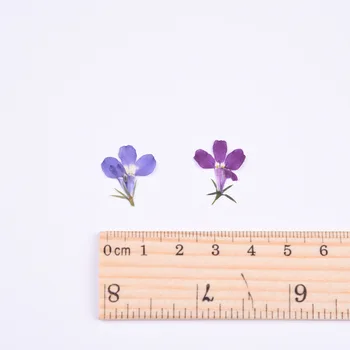 1,5 cm/20pcs,Gamtos Nekilnojamojo Touch Gėlių Žiedlapių,Presuoti Lobelia, 