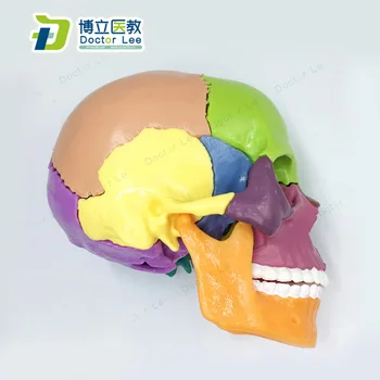 15 Dalių 4D 1:2 natūralaus dydžio Spalvos Asamblėjos Žmogaus Anatomija Kaukolė Žaislas Medicinos Skeleto Modelis