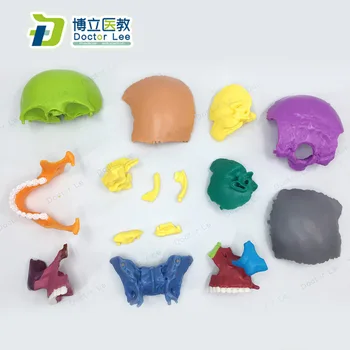 15 Dalių 4D 1:2 natūralaus dydžio Spalvos Asamblėjos Žmogaus Anatomija Kaukolė Žaislas Medicinos Skeleto Modelis