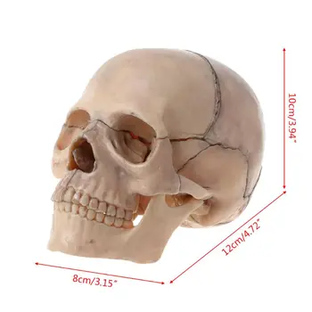 15vnt/set 4D Išardyta Kaukolės Anatomijos Modelis, Nuimamas Medicinos Mokymo Priemonė