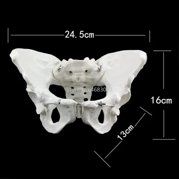 24.5x16x13cm Moterų anatomiją dubens dubens skeleto gerklės anatomija Anatomija Kaukolė Skulptūros Galvos, kūno modelis