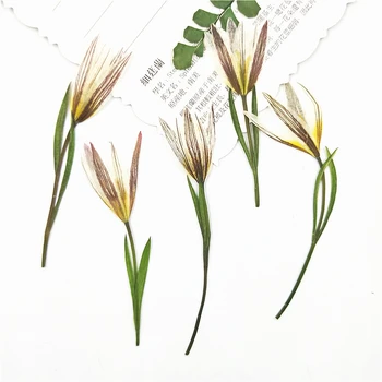 24pcs,Natūralių Presuotų Mažai Lily Gėlės Nekilnojamojo Džiovintų Gėlių į 