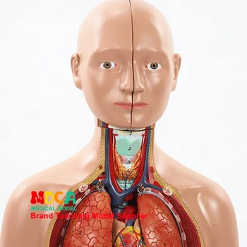 45cm išmontavimo 16 dalių žmogaus kūno kamieno anatomija modelį, kepenų, žarnyno, skrandžio medicinos mokymo MQG103