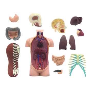 4D vidaus organai Žvalgybos Surenkant Žaislą HumanOrgan Anatomijos Modelis Medicinos Mokymo 