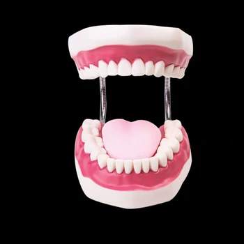 6 Kartus Dantų Suaugusiųjų Dantų Modelio Žodžiu Modeliai Dantis Su Liežuvio Už Darželį Vaiko Ankstyvojo Mokymo Studijų Sveikatos Priežiūros Reikmenys