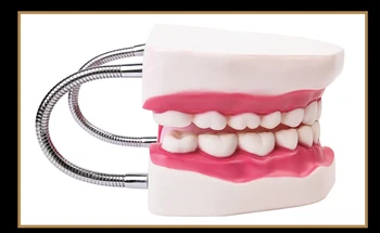 6 Kartus Dantų Suaugusiųjų Dantų Modelio Žodžiu Modeliai Dantis Su Liežuvio Už Darželį Vaiko Ankstyvojo Mokymo Studijų Sveikatos Priežiūros Reikmenys