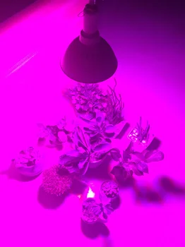 80W Augti Palapinė Daržovių Auginimo Lempos 800 Led Grow Light Šiltnamio efektą sukeliančių Augalų Žiedų Hydroponic Sistema, Lempa augalams
