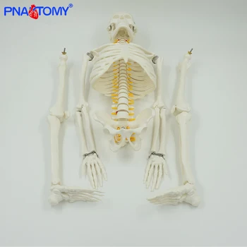 85cm žmogaus skeleto modelis su lankstaus stuburo, rankų ir kojų nervų, arterijų anatominių modelių žmogaus dubens kaulų medicinos mokymo