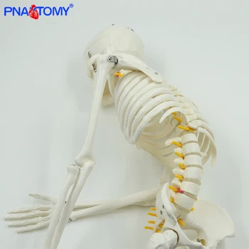 85cm žmogaus skeleto modelis su lankstaus stuburo, rankų ir kojų nervų, arterijų anatominių modelių žmogaus dubens kaulų medicinos mokymo