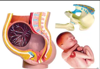 ECRODA žmogaus nėštumo metu surinktos medicininės paskirties švietimo dėlionės, žaislų, modelis