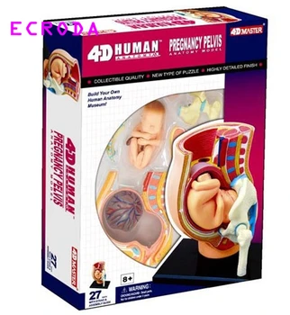 ECRODA žmogaus nėštumo metu surinktos medicininės paskirties švietimo dėlionės, žaislų, modelis