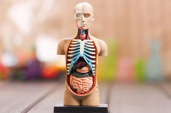 Mažas žmogaus liemens Žmogaus Anatomijos modelis Žmogaus krūtinė / galvos / raumenų ir kaulų anatomijos modeliai