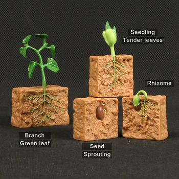 Modeliavimo Gyvavimo Ciklo Žaliųjų Pupelių Augalų Augimo Ciklo Modeliai Statulėlės Figūrėlių, Žaislinių Mokslo Montessori Žaislas Vaikams