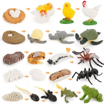 Modeliavimo Gyvūnų Augimo Ciklo Gyvavimo Ciklo Modelį, Nustatyti Varlė Ant Uodų Vėžlys, Vištienos imitavimo Modelį Žaislas Vaikams Dovanų