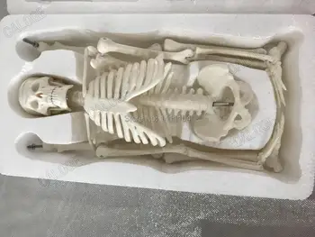 Nemokamas pristatymas&45cm mažas kaulų modelis, žmogaus skeleto modelis, skeleto modelis, meno eskizas, dovana, lėlės.žmogaus modelis