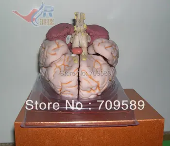 Ryškus smegenų anatomija modelis