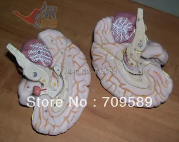 Ryškus smegenų anatomija modelis