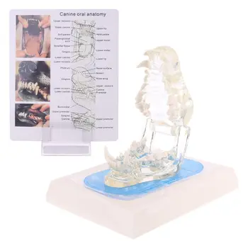 Skaidrus Šunų Dantų, Žandikaulio Danties Modelis Anatomijos Mokymo Demonstravimo Šunų Dropshipping