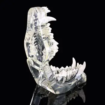 Skaidrus Šunų Dantų, Žandikaulio Danties Modelis Anatomijos Mokymo Demonstravimo Šunų Dropshipping