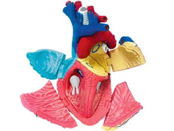 Širdies 4d meistras įspūdį Surinkimo žaislas žmogaus kūno organų anatomijos modelis medicinos mokymo modelį