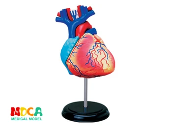 Širdies 4d meistras įspūdį Surinkimo žaislas žmogaus kūno organų anatomijos modelis medicinos mokymo modelį