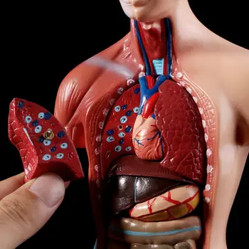 Žmogaus Liemens, Kūno Anatomijos Modelis Anatominį Vidaus Organų Mokymo