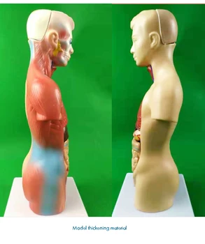 Žmogaus Liemens, Kūno Anatomijos Modelis Širdies, Smegenų, Skeleto 19 Dalių, Nuimamas Mokyklos Švietimo Žmogaus Liemens Modelis